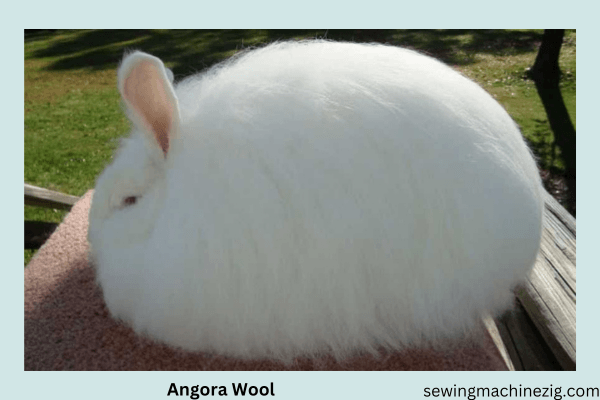 Angora Woo