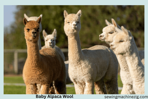 Baby Alpaca Wool