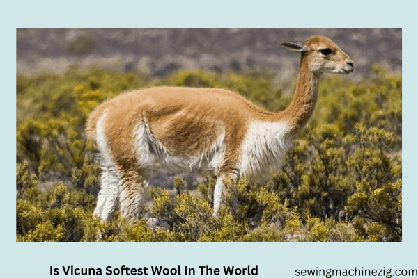 Is Vicuna Softest Wool In The World